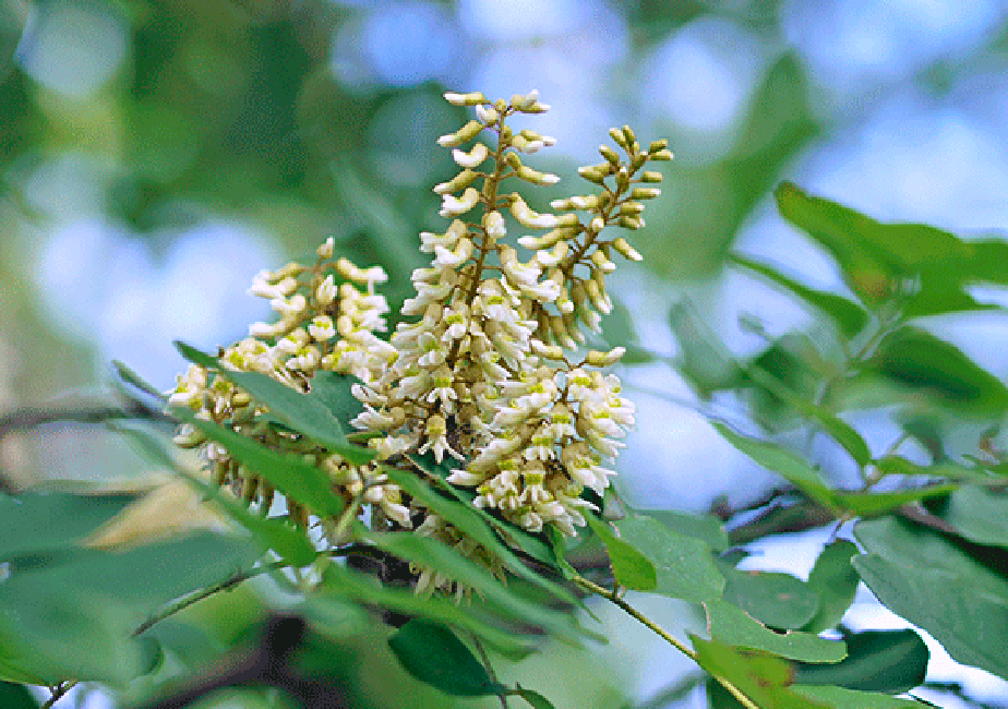 �C�k�G���W��