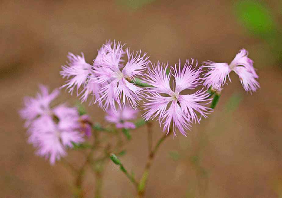 �J�����i�f�V�R