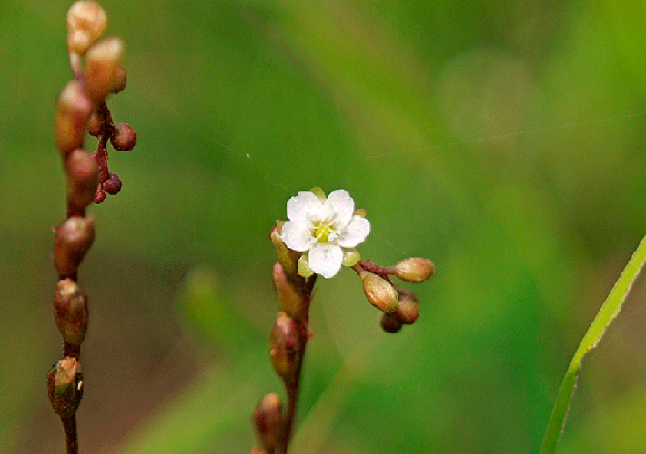 ���E�Z���S�P