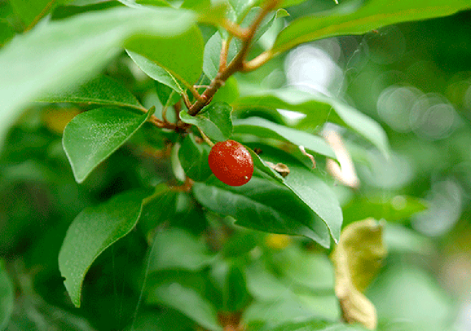 �c���O���~