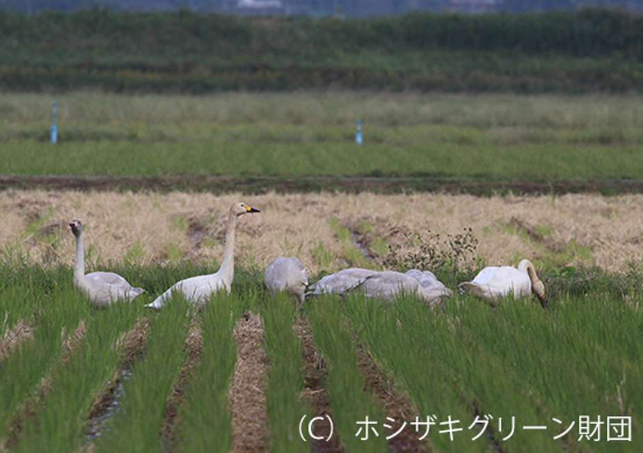 �R�n�N�`���E