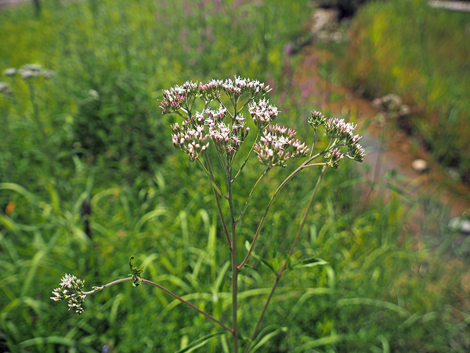 �T���q���h��