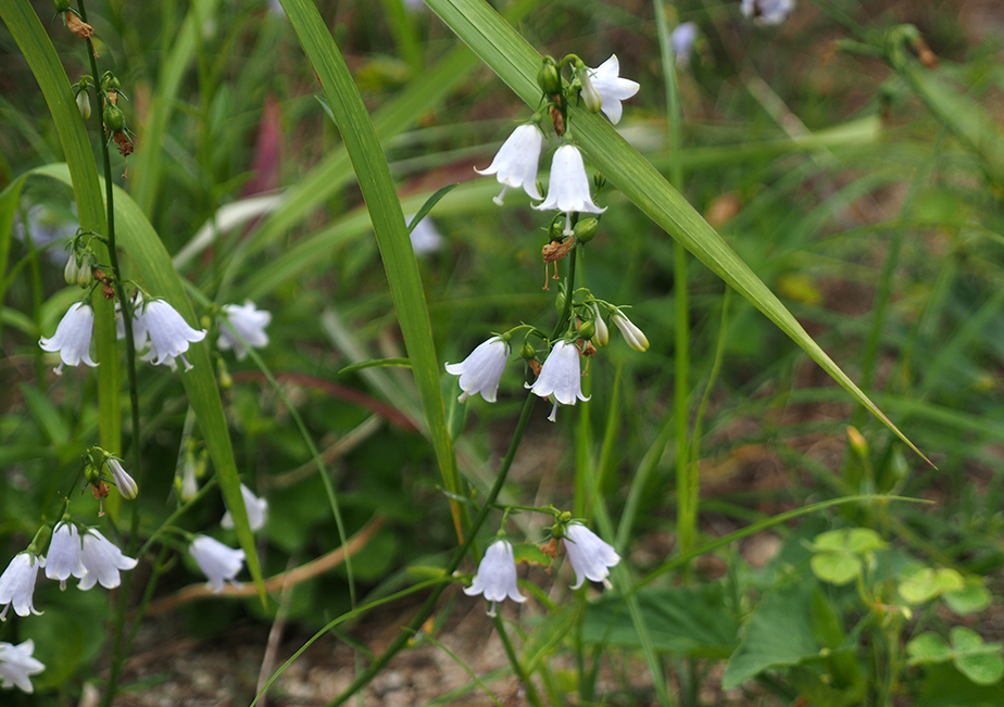 �c���K�l�j���W��