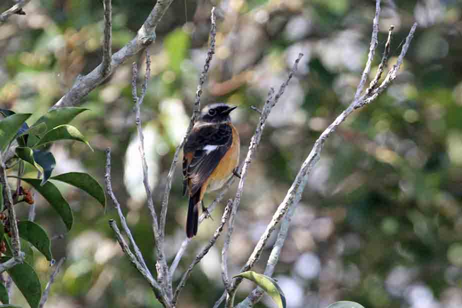 �W���E�r�^�L