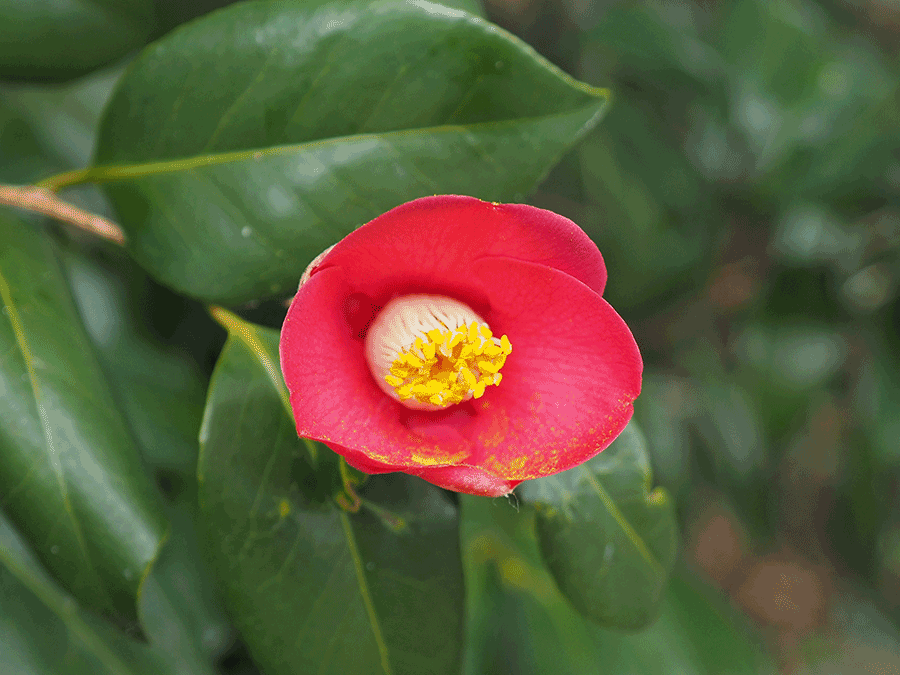 ヤブツバキの花 ヤブツバキの花