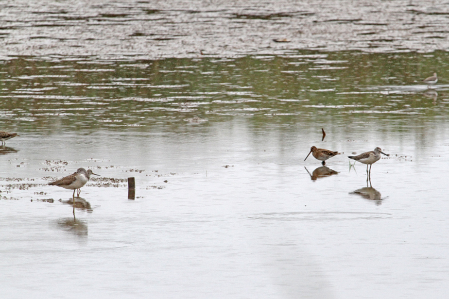 �r�I�g�[�v�̃V�M