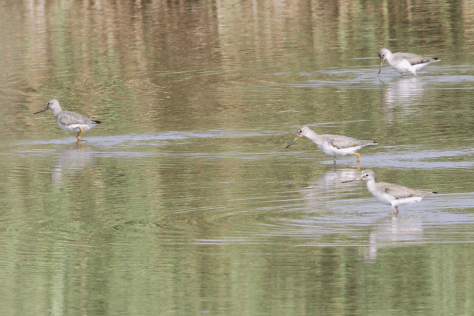 �r�I�g�[�v�̃V�M