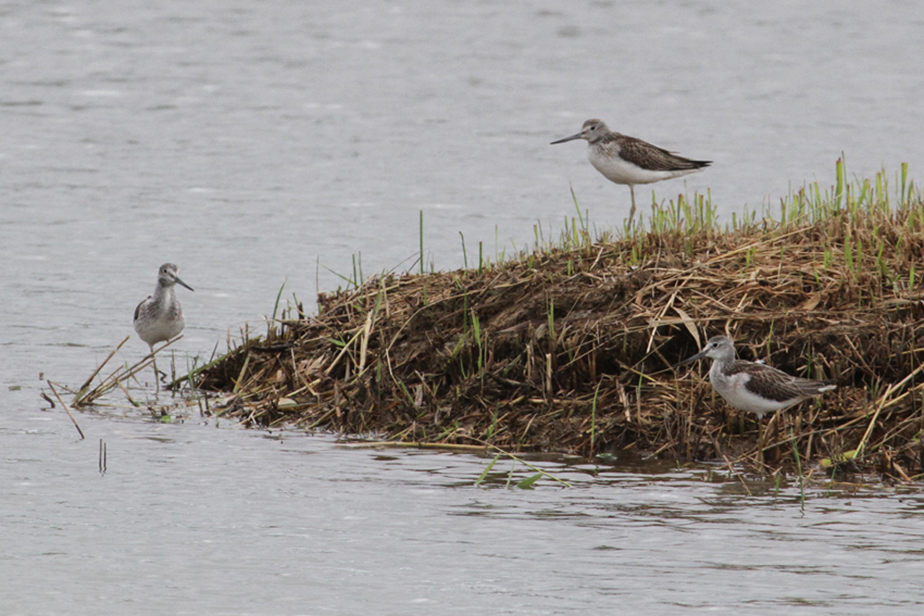 �r�I�g�[�v�̃V�M