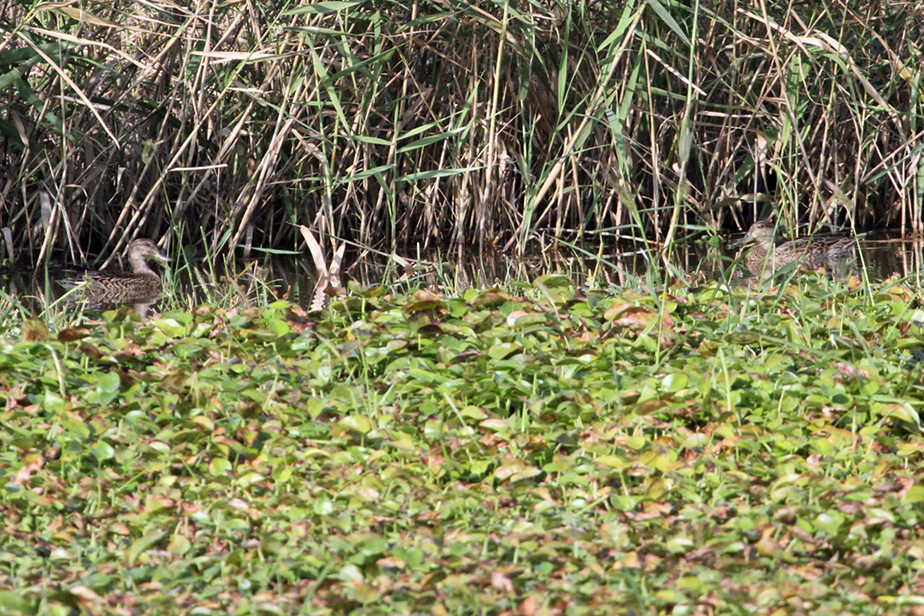 �r�I�g�[�v�̃V�M