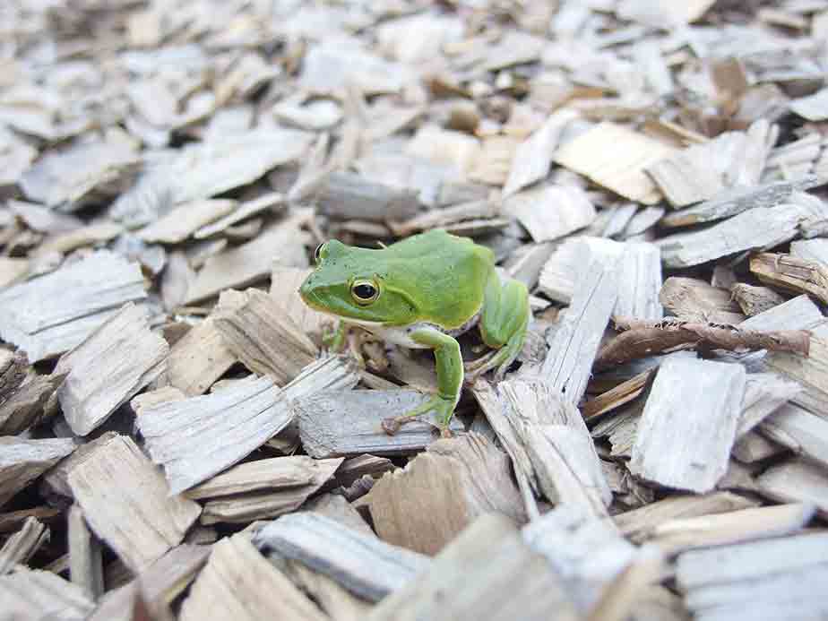 �V�����[�Q���A�I�K�G��