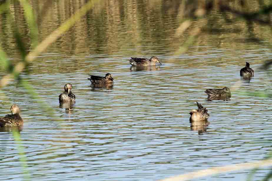 �V�����[�Q���A�I�K�G��