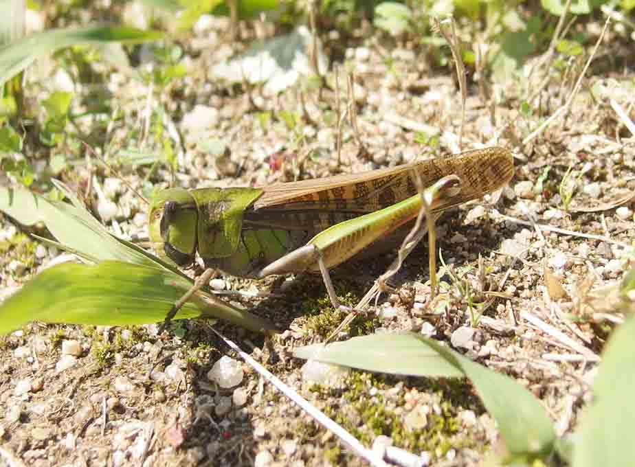 �g�m�T�}�o�b�^