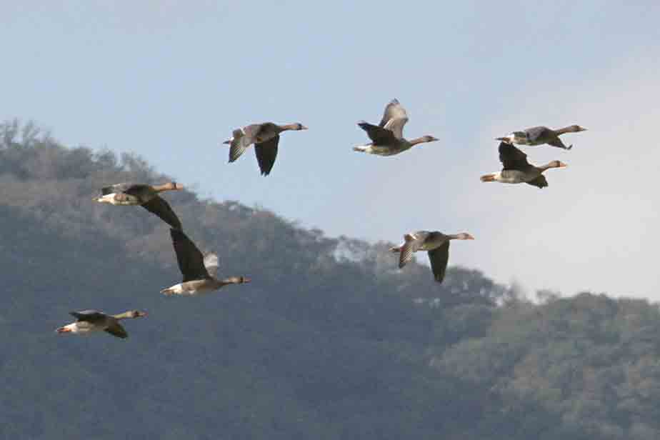 �Z�C�^�K�V�M