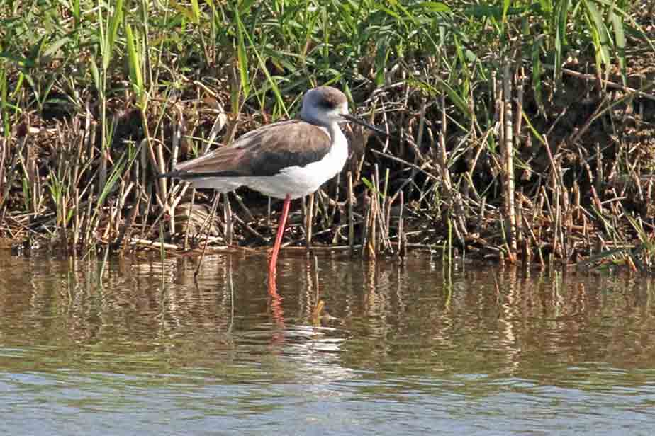 �Z�C�^�K�V�M