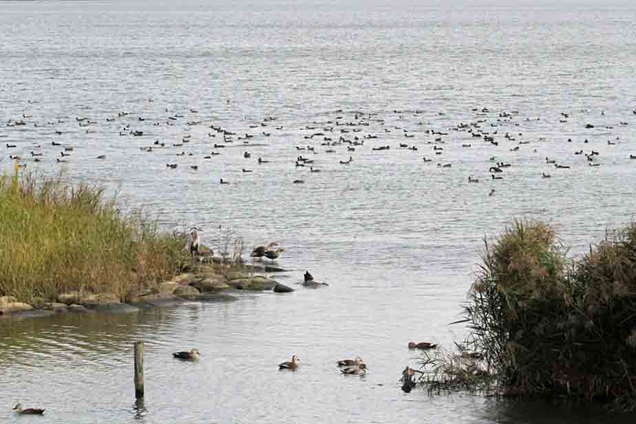 �I�I�o���ƃJ���̌Q��