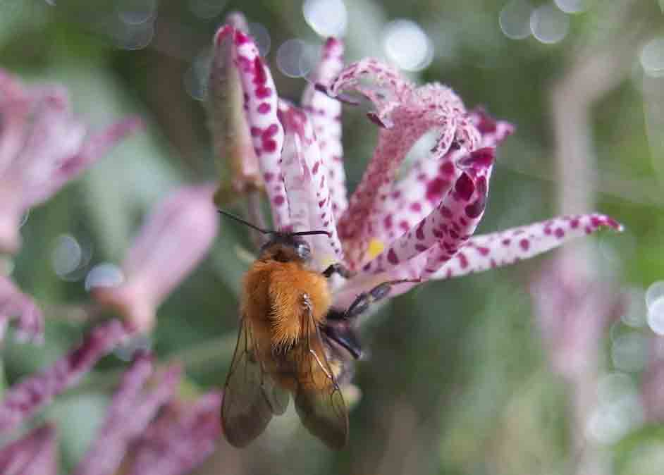 �g���}���n�i�o�`