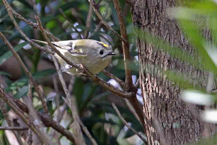 �L�N�C�^�_�L