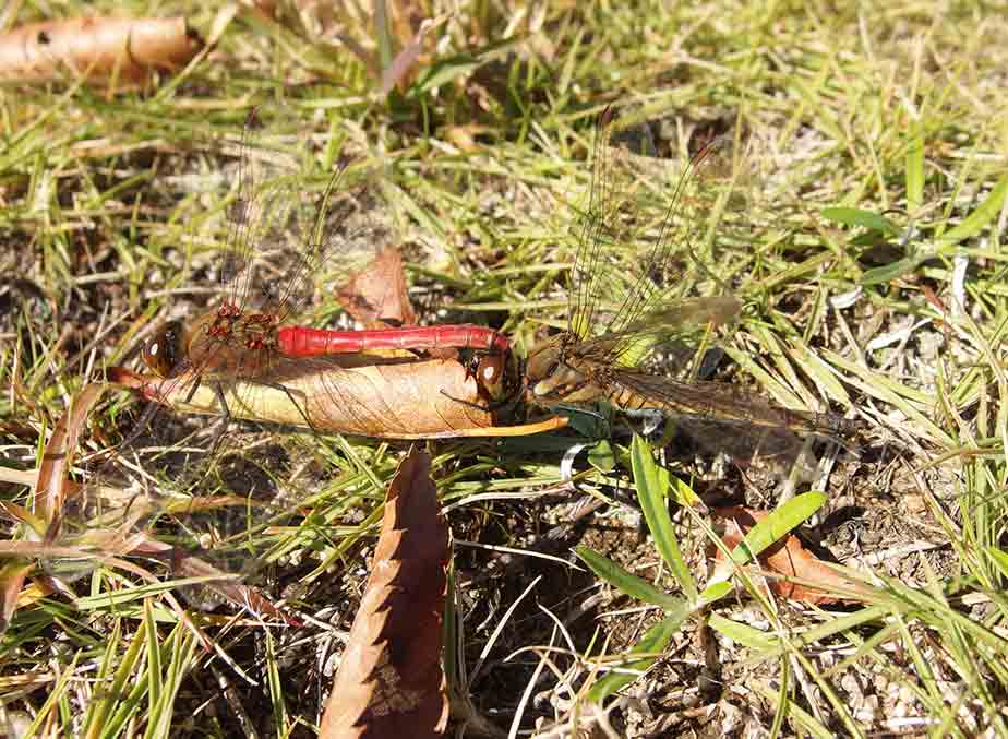 �A�L�A�J�l