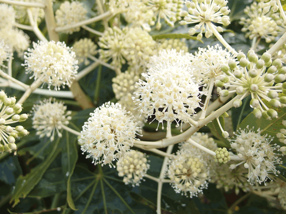 ���c�f�̉�