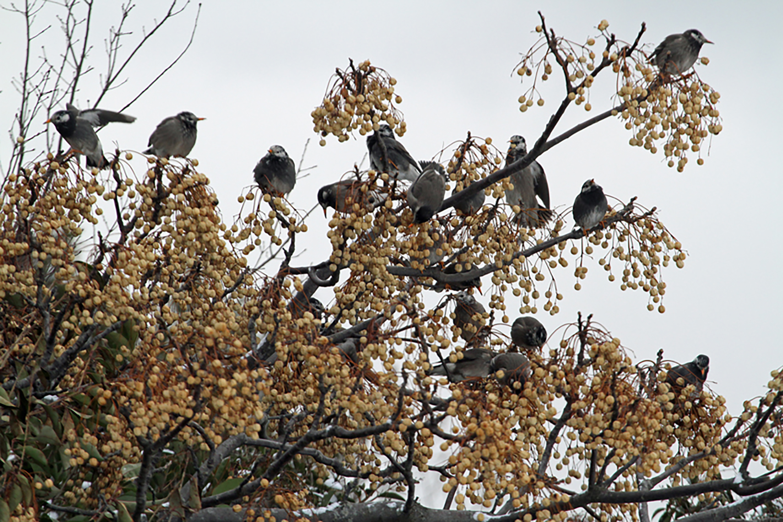 ���N�h��