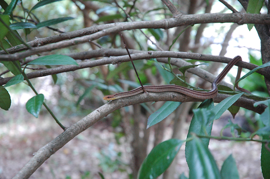 �r�I�g�[�v�̃V�M