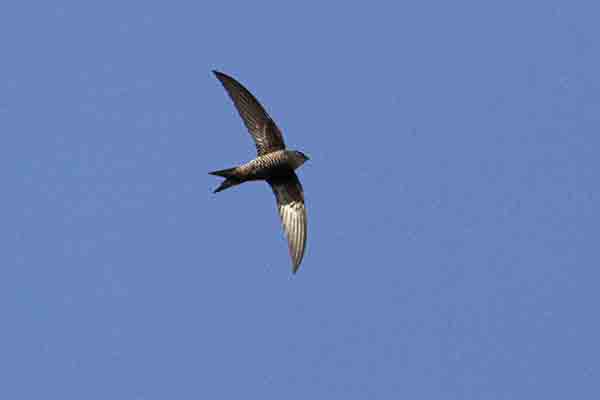 �A�}�c�o��