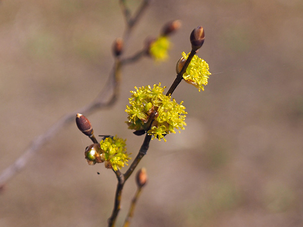 �_���R�E�o�C