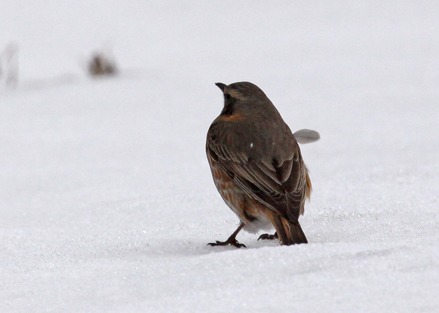 �c�O�~�i����n�`�W���E�c�O�~�j