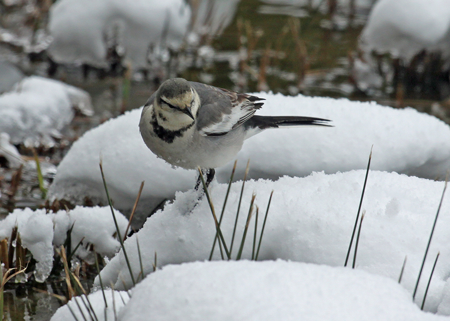 �n�N�Z�L���C