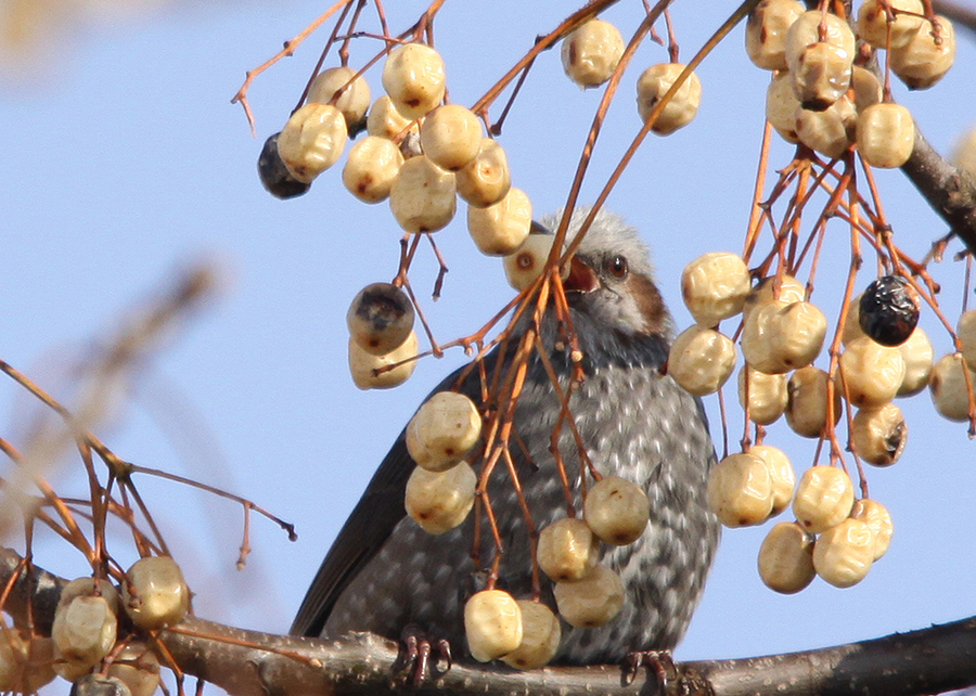 �q���h��