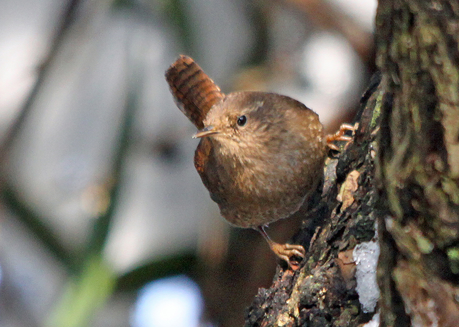 �~�\�T�U�C