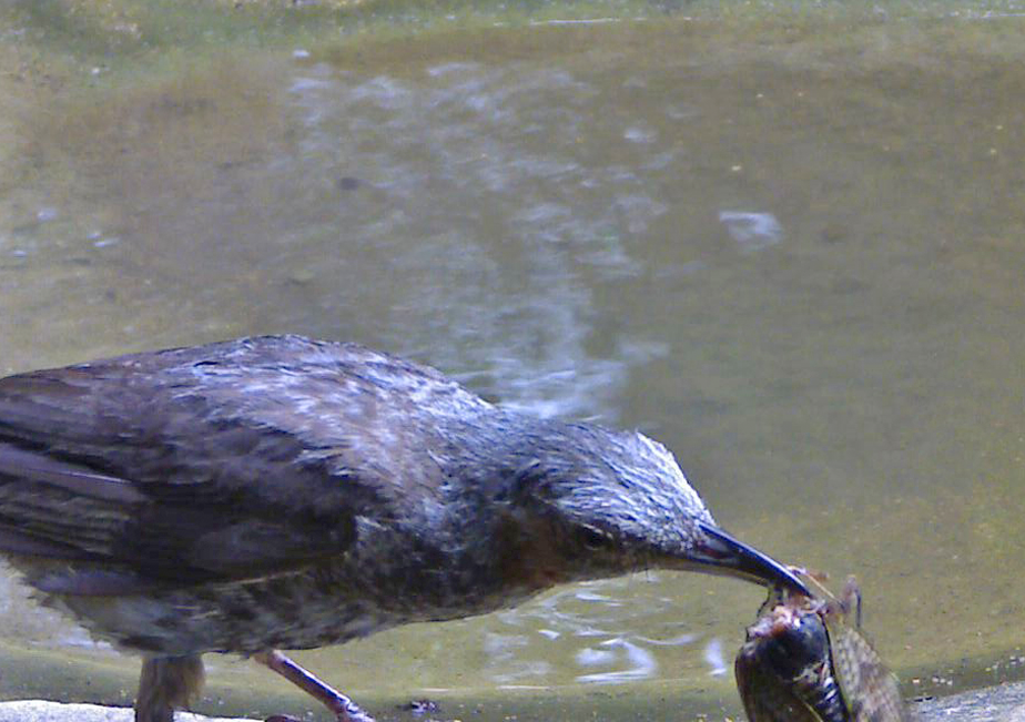 �q���h��