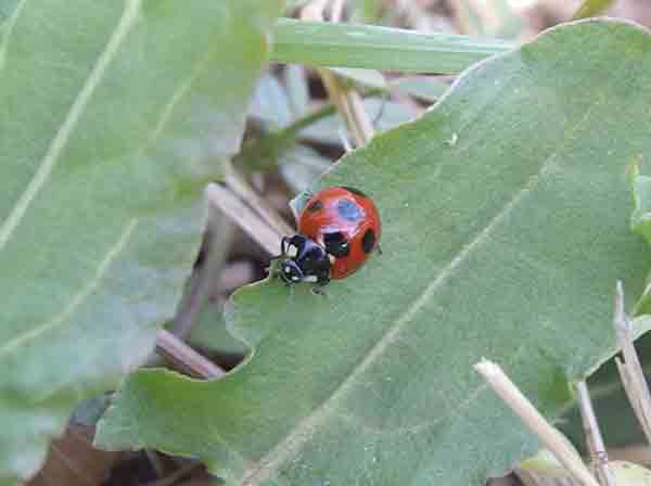 �i�i�z�V�e���g�E