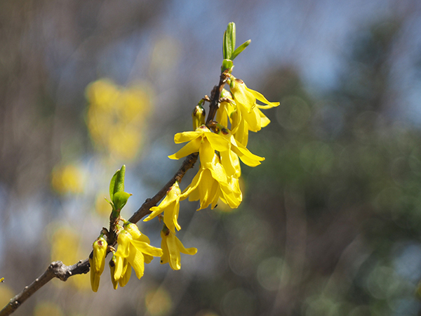 �_���R�E�o�C