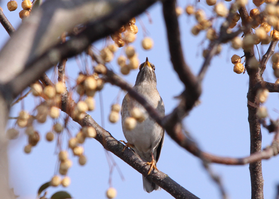 �V���n��