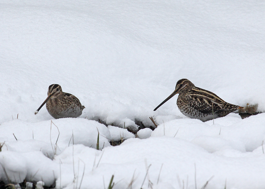 �^�V�M����