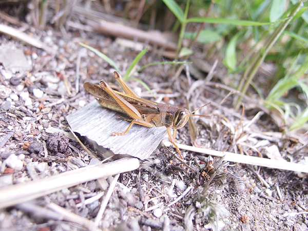 �c�`�C�i�S