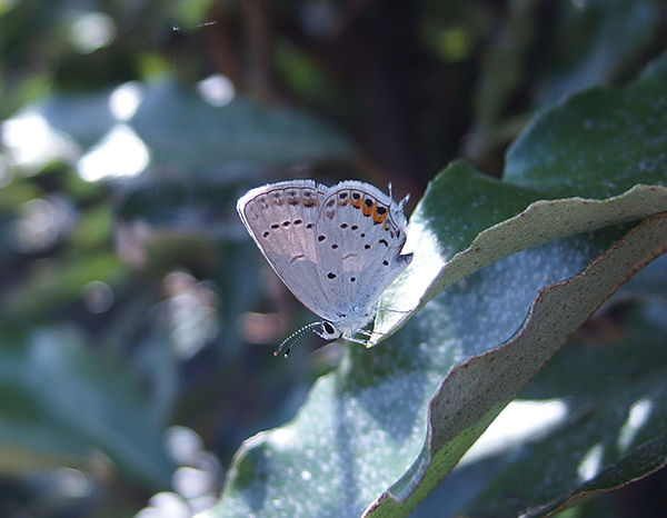 �c�o���V�W�~