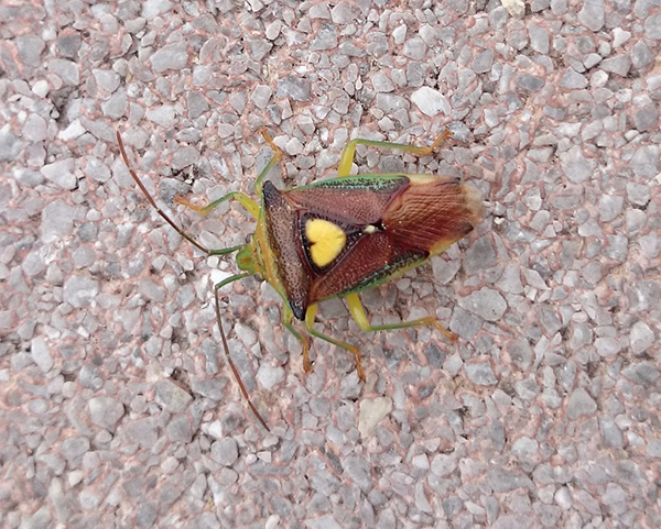 �G�T�L�����L�c�m�J�����V