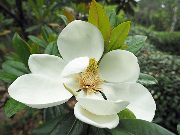 �^�C�T���{�N