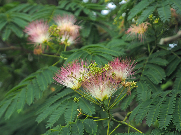 �l���m�L�̉�