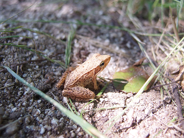 �l���m�L�̉�