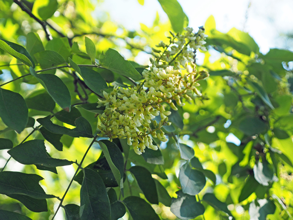 �C�k�G���W��