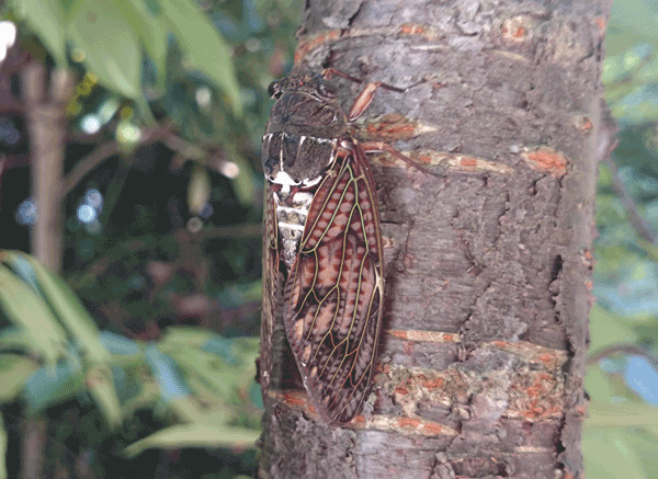 �A�u���[�~