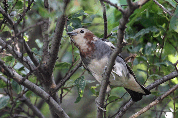 �R���N�h��