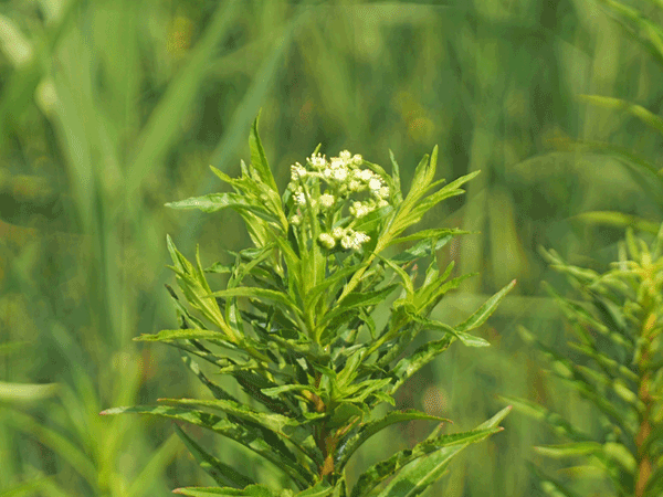 �^�R�m�A�V