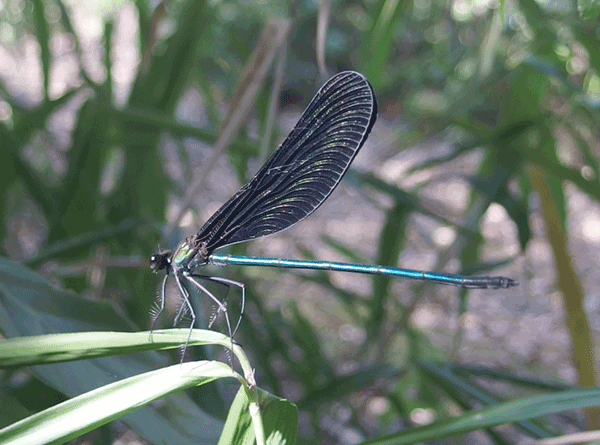 �n�O���g���{