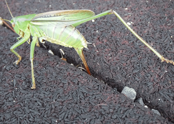 �L���M���X