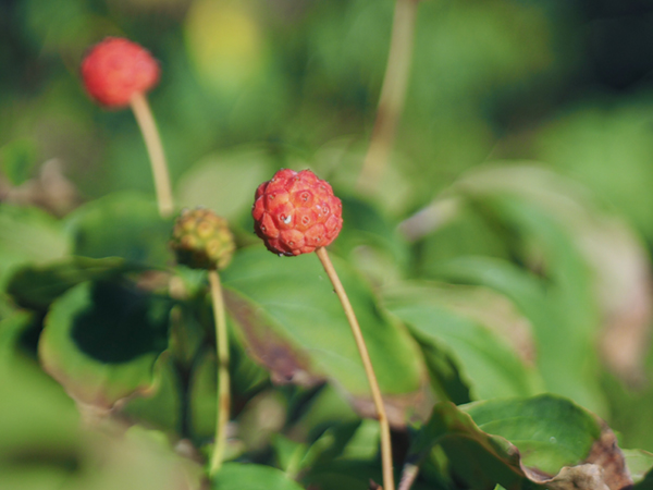 ���}�{�E�V