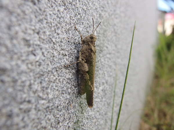 �C�{�o�b�^